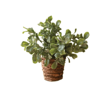 Plant in Basket